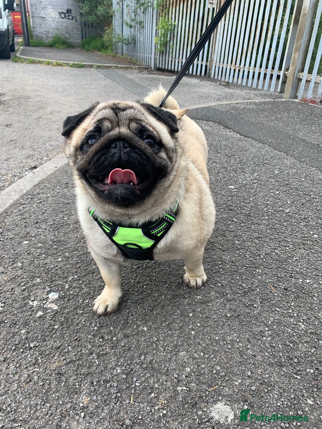 Pug dogs for sale: Grown up pug - Advert 8