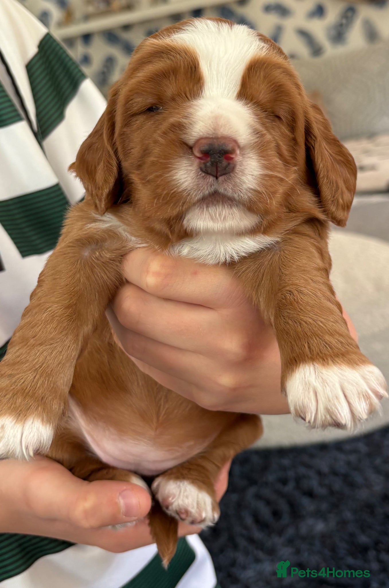 Cocker Spaniel dogs KC Reg Working Cocker Spaniel Puppies – Ready Soon - Advert 2