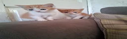 Mixed Breed cats for sale: 2 beautiful ginger and white kittens - Advert 5