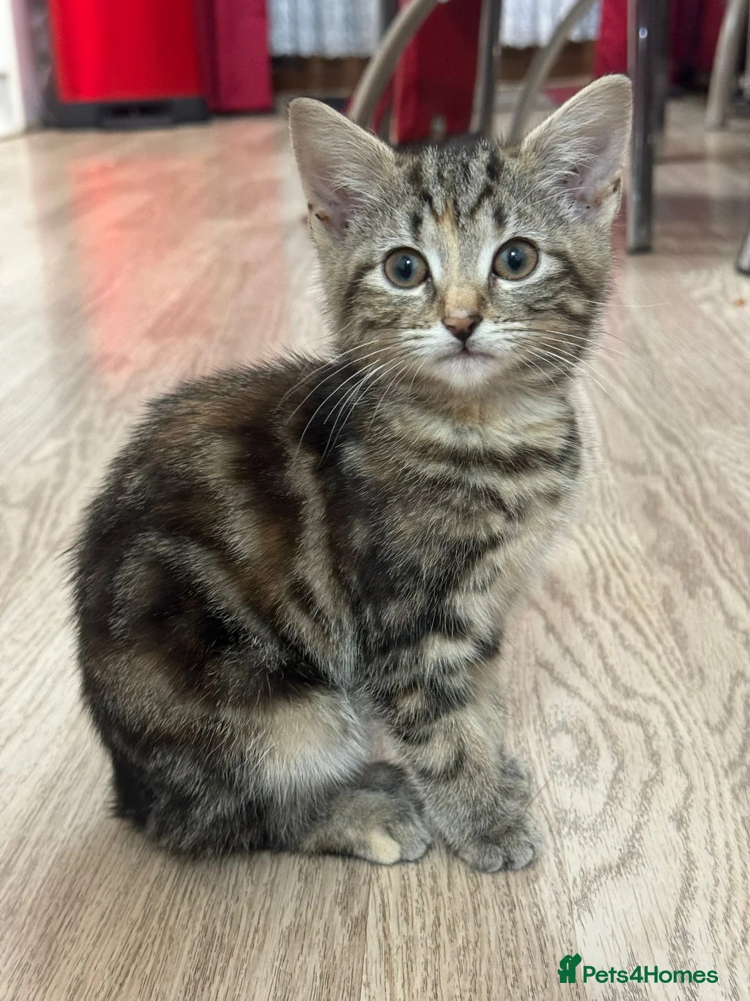 Mixed Breed cats for sale: 2 cute kittens for sale  in Ilford - Advert 7