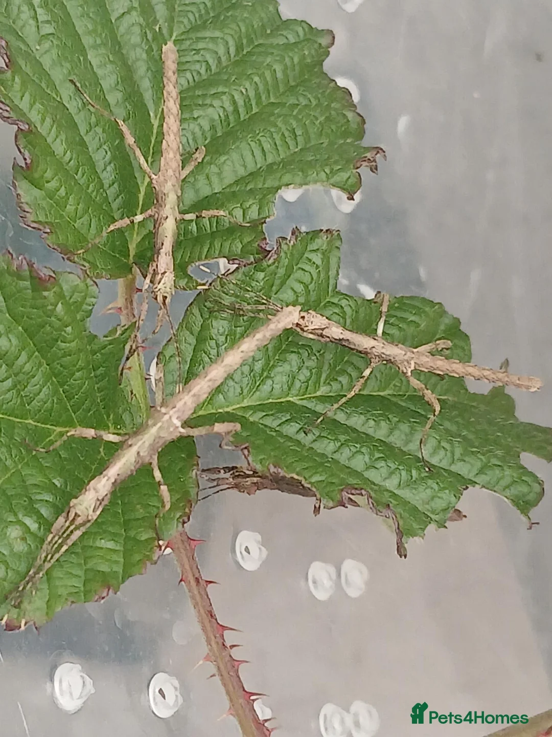 Stick Insects invertebrates for sale: Baby stick bugs from 1 month old to few days old in Hockley - Advert 3
