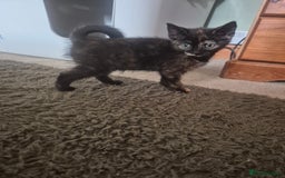 Maine Coon cats for sale: Maine coon x kittens - Image 4