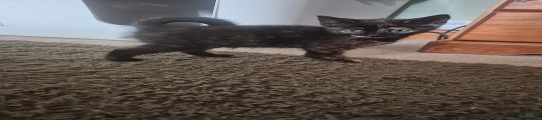 Maine Coon Kitten 2