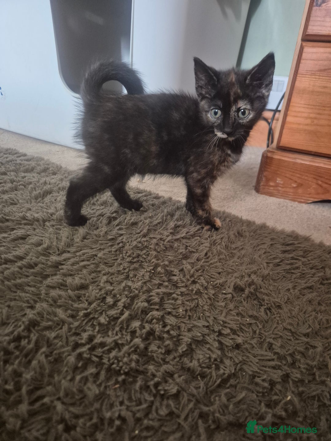 Maine Coon cats for sale: Maine coon x kittens - Image 4