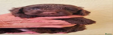 Cockapoo 2