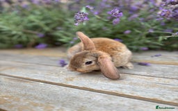 Rex rabbits for sale: *only 3 left* Mini rex x READY WEDNESDAY! 🐰  in Alfreton - Image 5
