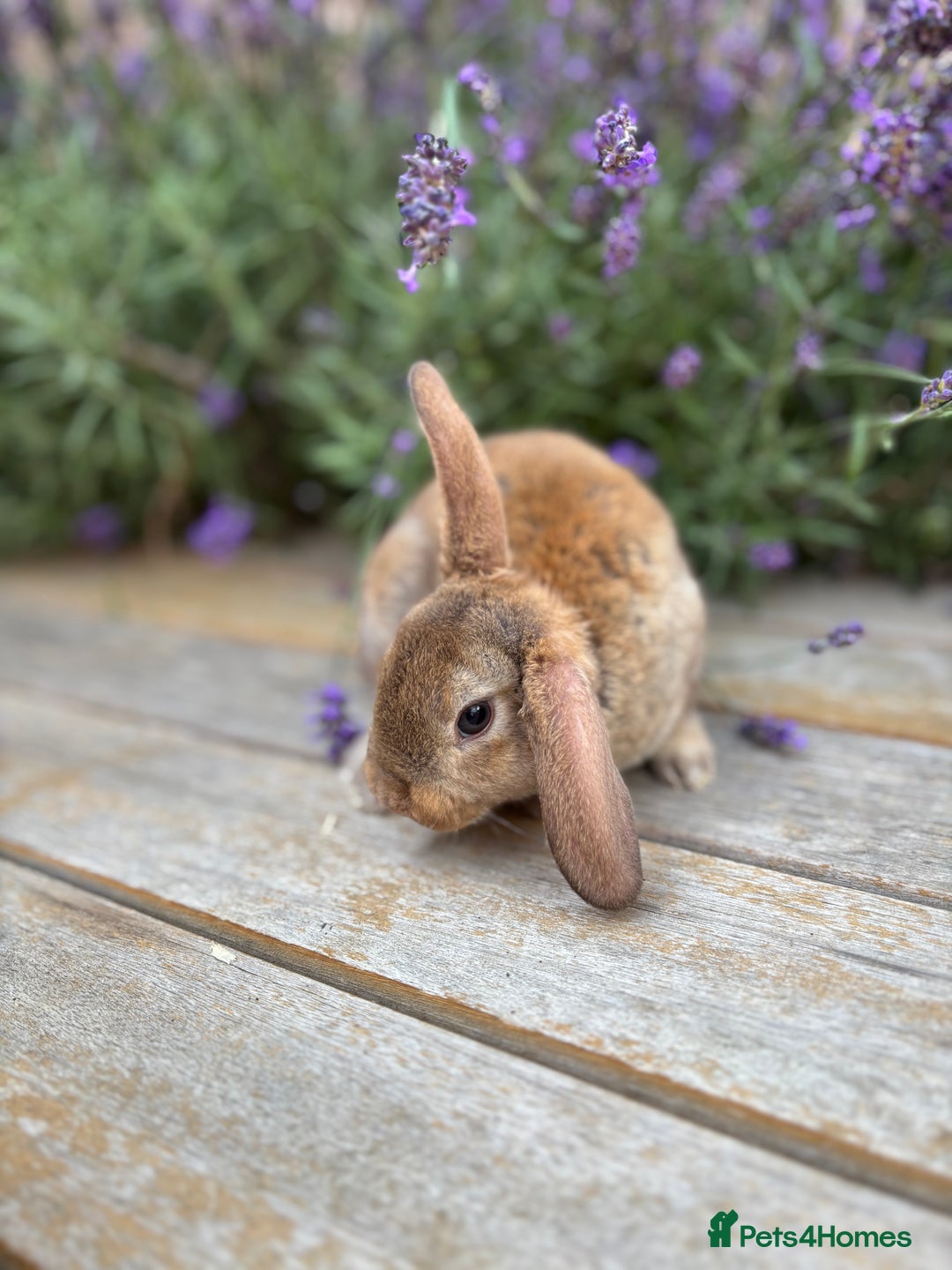 Rex rabbits for sale: *only 3 left* Mini rex x READY WEDNESDAY! 🐰  in Alfreton - Image 5