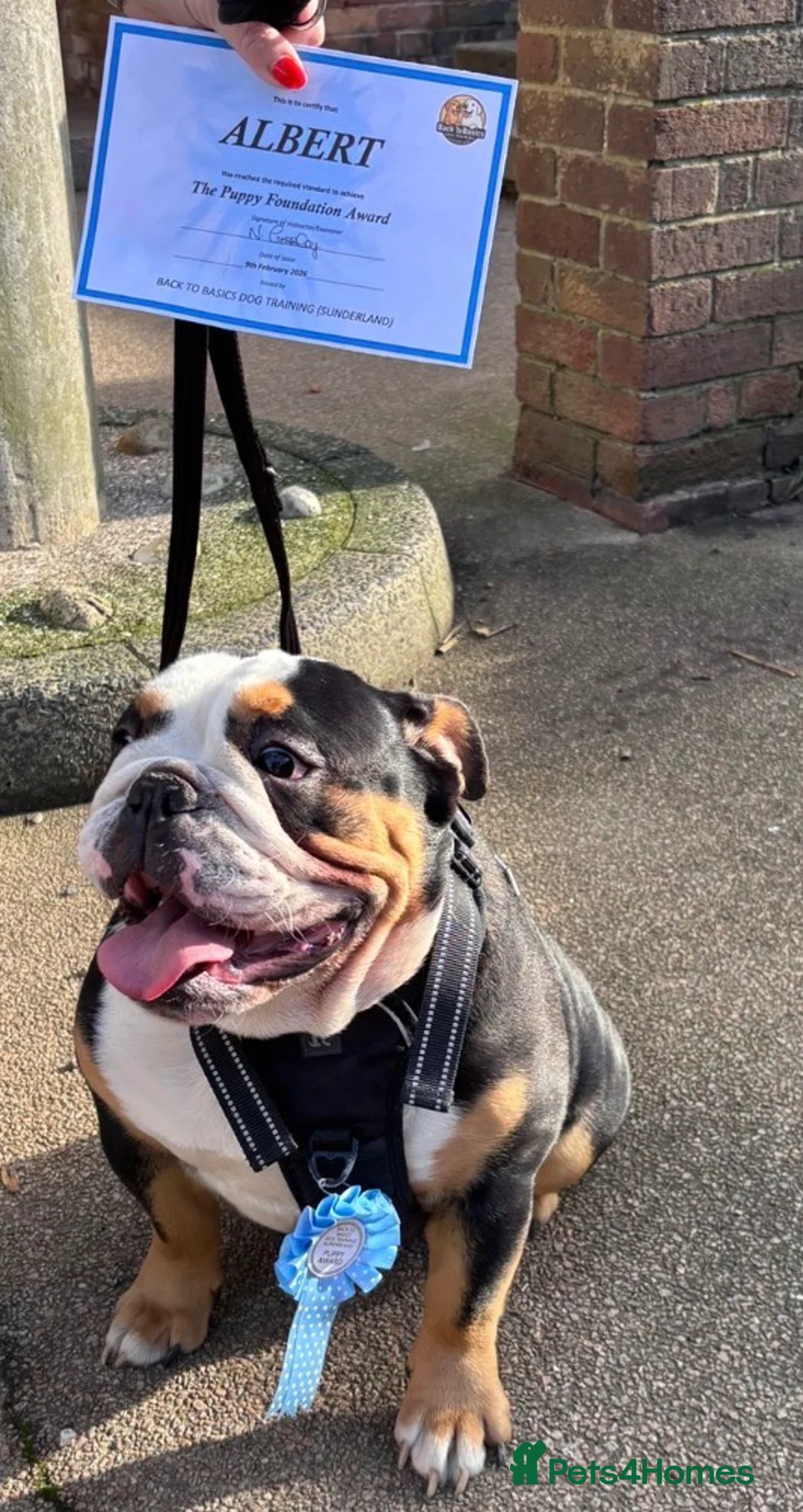 English Bulldog dogs for stud: 🔥💎 EXCLUSIVE BLACK TRI STUD SERVICE 💎🔥 in Sunderland - Advert 4
