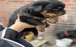 Rottweiler dogs for sale: 5 chunky pure pedigree Rottweiler pups - Image 17