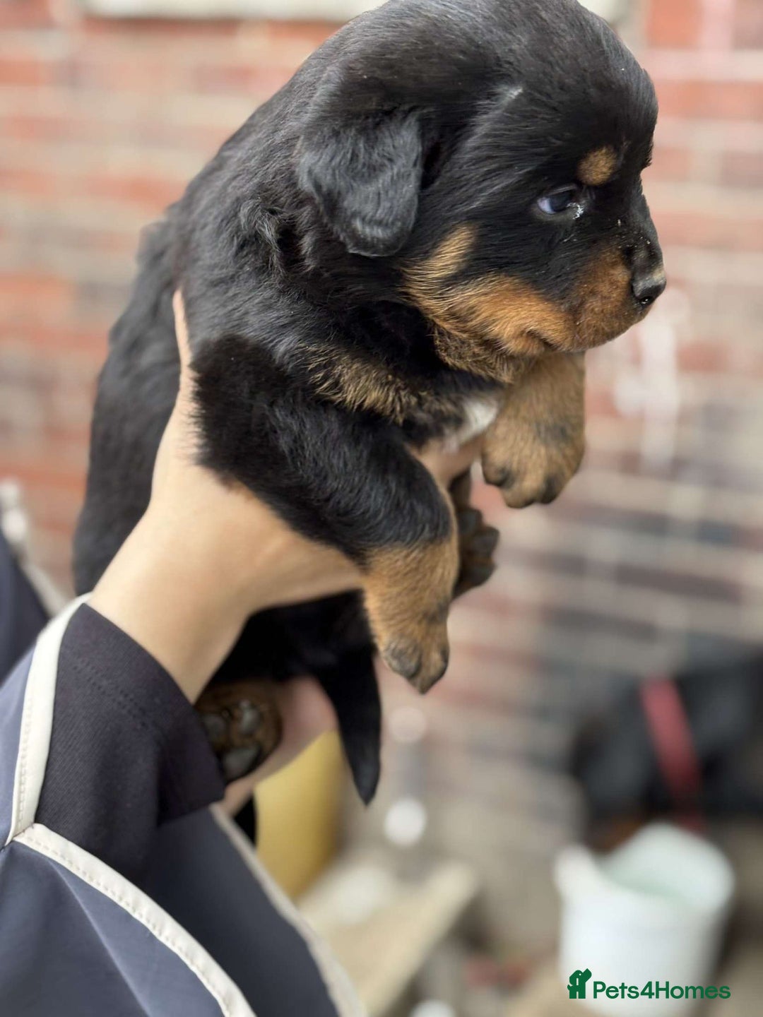Rottweiler dogs for sale: 5 chunky pure pedigree Rottweiler pups - Image 17