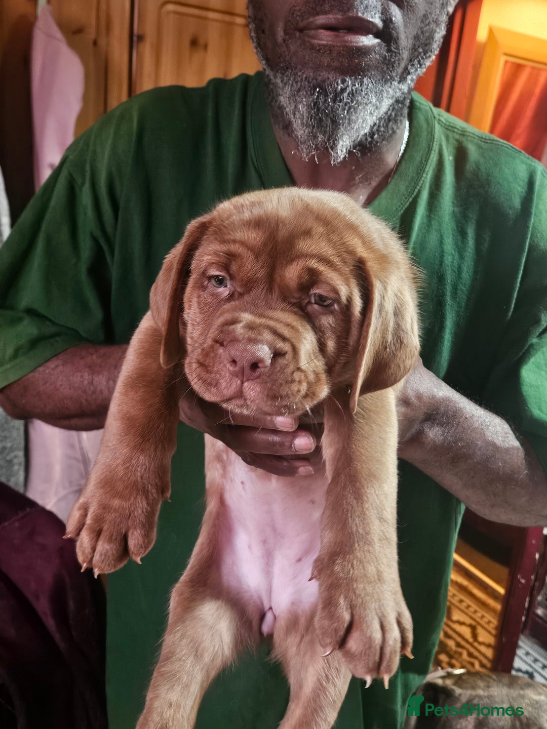 Dogue De Bordeaux dogs for sale: Dog de borduex cross rottweiler  - Image 4