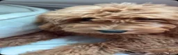 Cockapoo dogs for sale: Cute Cockapoo, Well Trained🥰 in London - Advert 2
