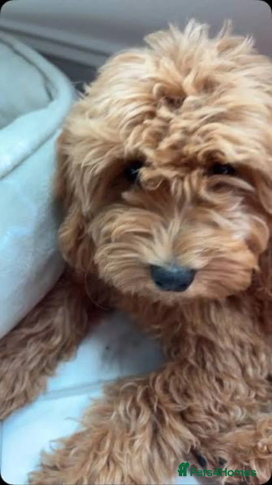 Cockapoo dogs for sale: Cute Cockapoo, Well Trained🥰 in London - Advert 2
