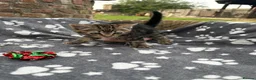 Mixed Breed cats for sale: Two beautiful and playful tabby kittens for sale! in Wisbech - Advert 12