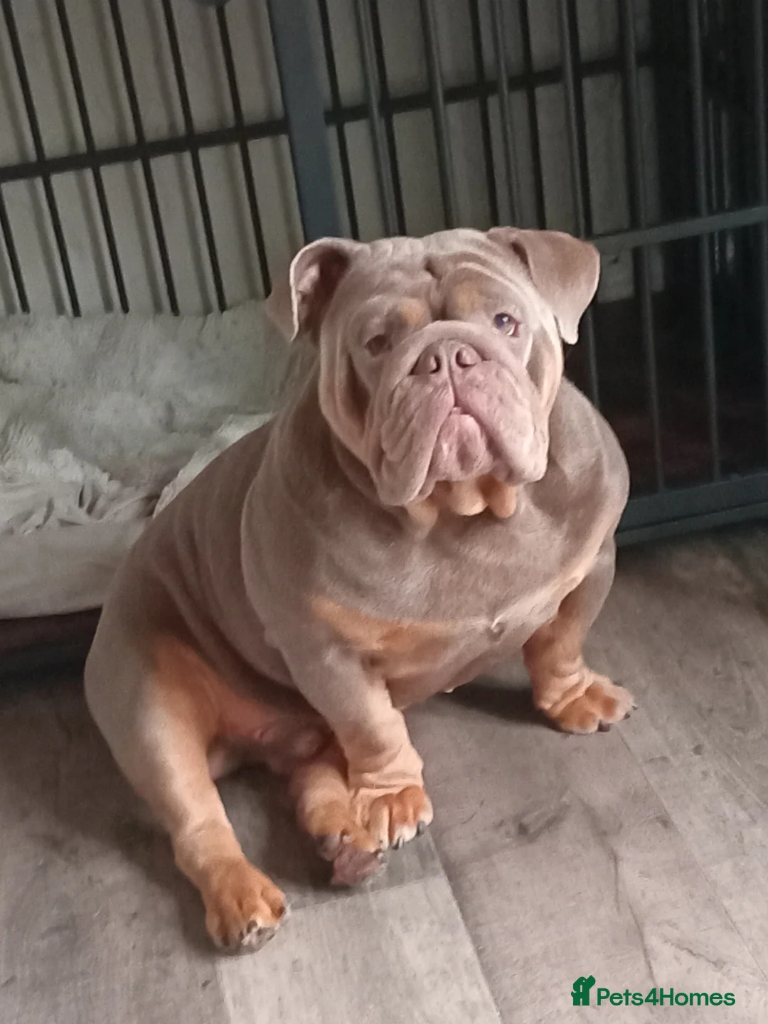 English Bulldog dogs for stud: Charlie for stud lilac and tan fullsuit - Advert 3