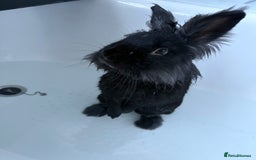 Lionhead rabbits for sale: Male Lionhead rabbit - Image 2