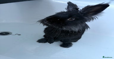 Lionhead rabbits - Advert 4