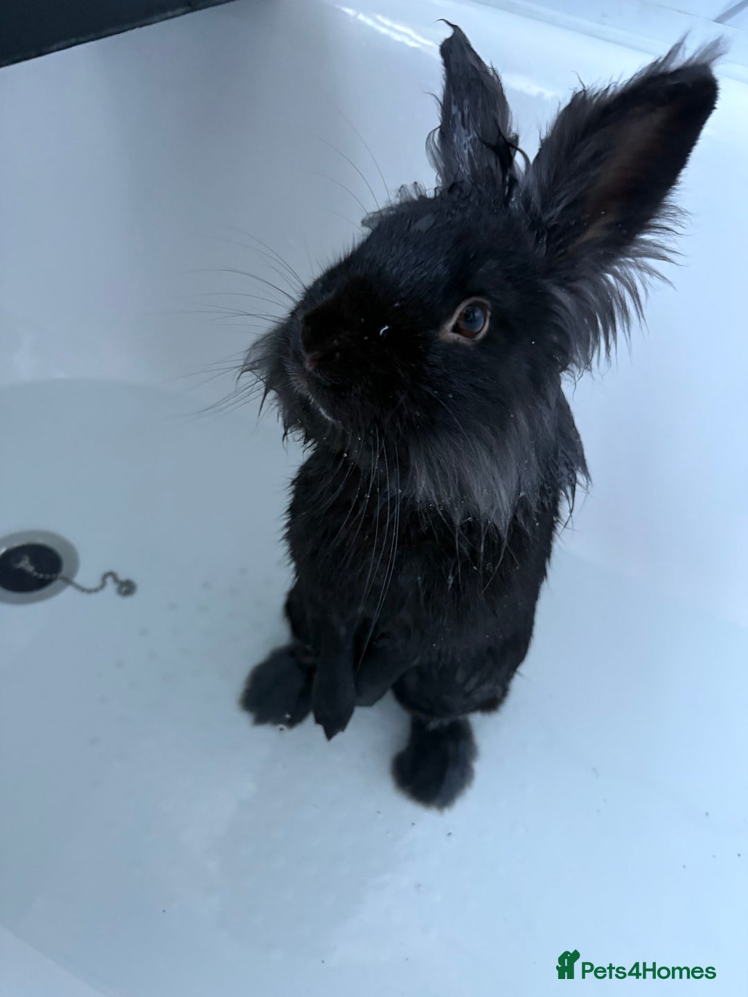 Lionhead rabbits for sale: Male Lionhead rabbit - Image 2