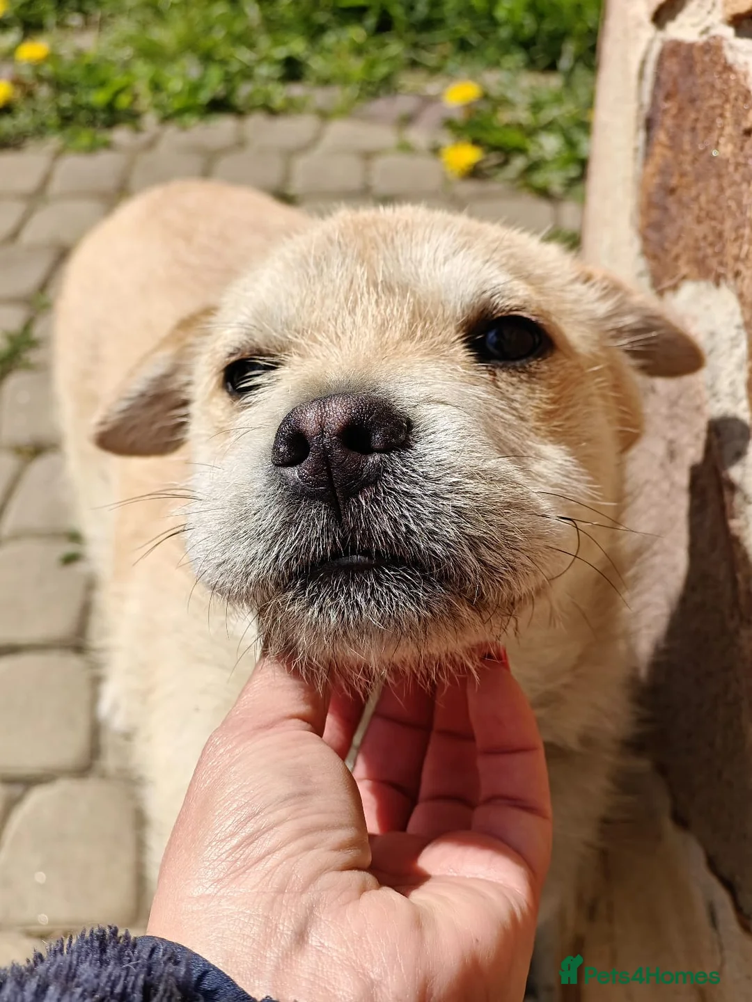 Mixed Breed dogs for adoption: ❤️🐶 BUL’KA – THE HAPPIEST LITTLE SOUL in Burton-on-Trent - Advert 1