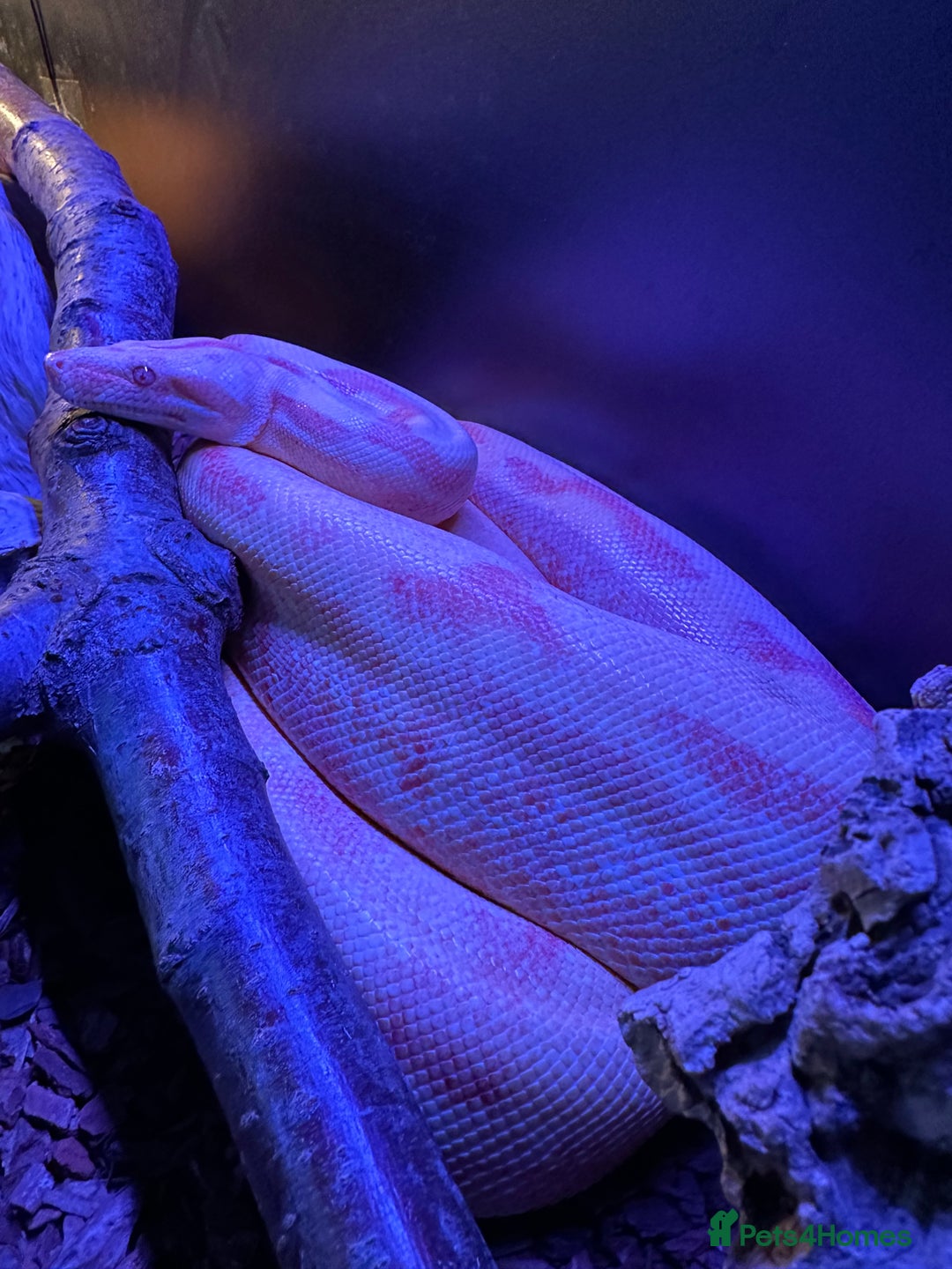 Boa Snake reptiles for sale: Male Khal Hypo blood + Viv and Accessories  - Advert 6