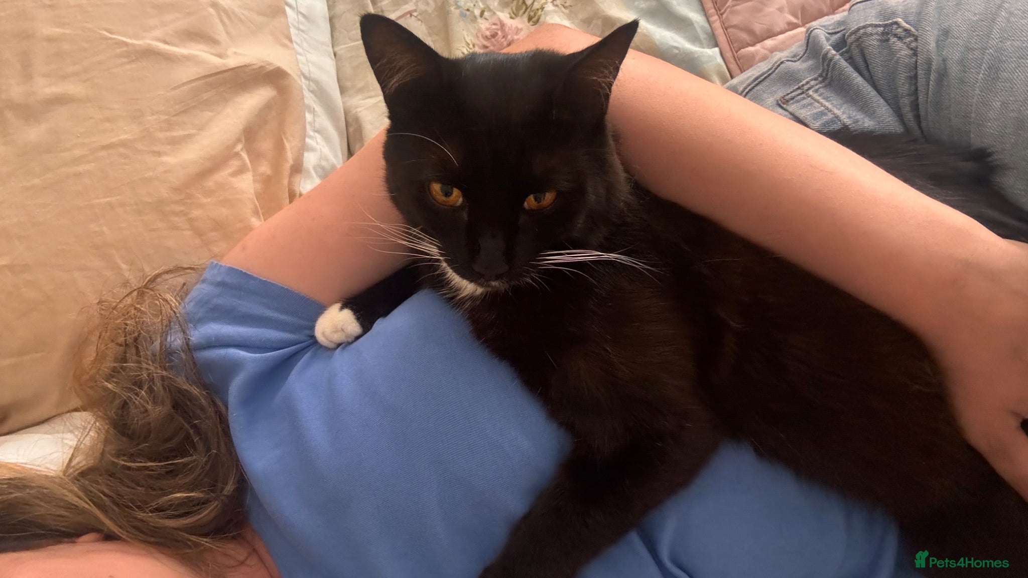 British Shorthair cats Gorgeous friendly 1 year old boy - Advert 2