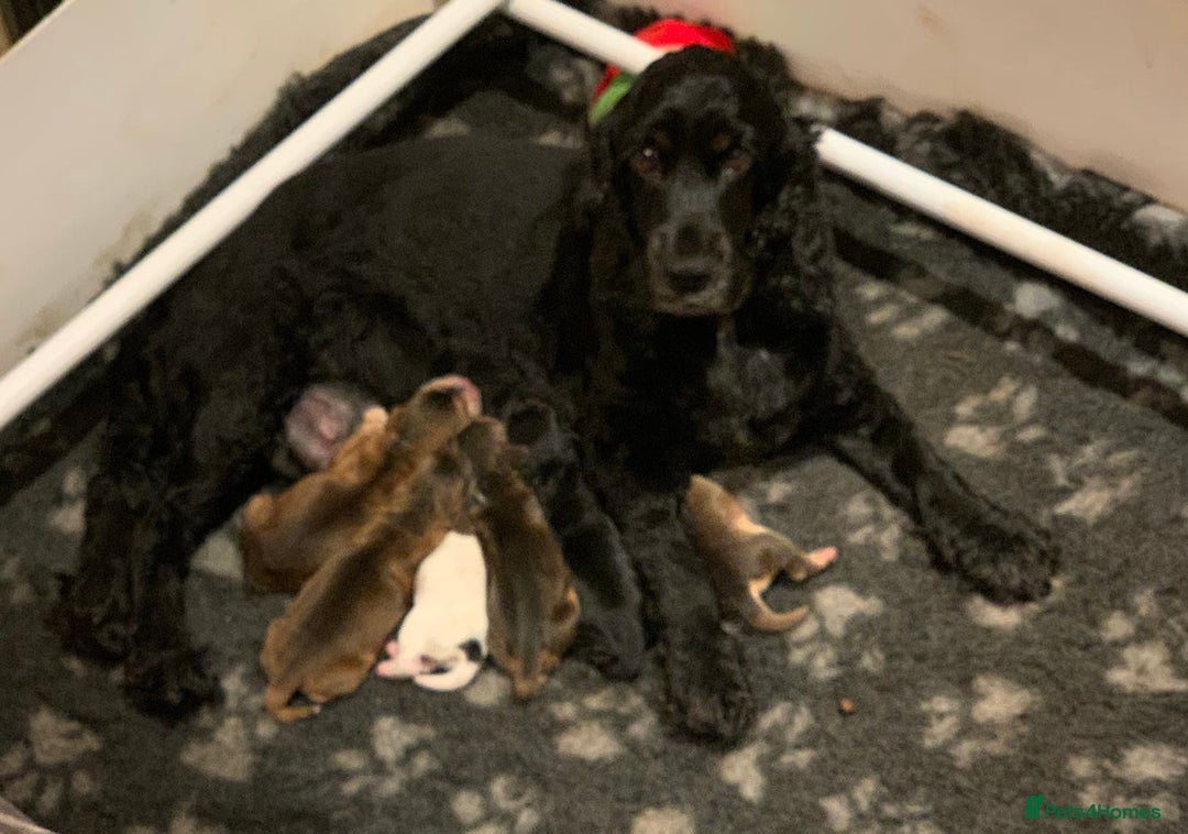 Cocker Spaniel dogs for sale: KC Reg Show Type Cocker Spaniel Puppies  - Image 1