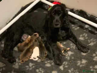 Cocker Spaniel dogs KC Reg Show Type Cocker Spaniel Puppies - Advert 5