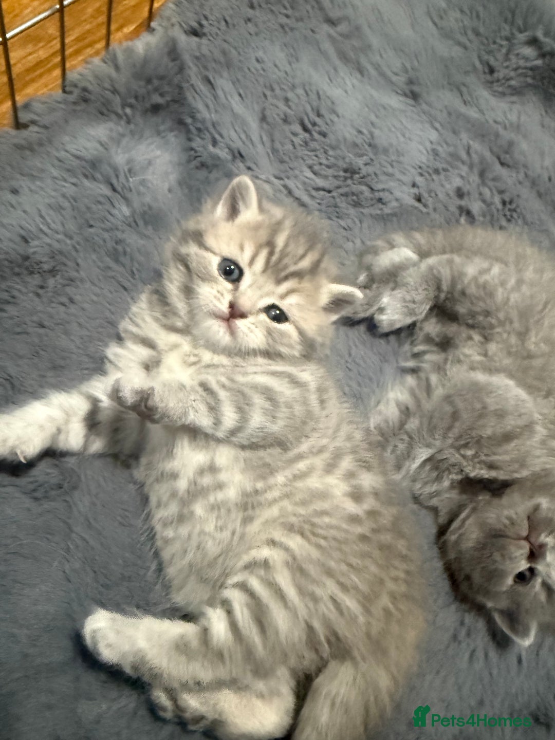 Scottish Fold cats for sale: Scottish fold kittens  - Advert 12