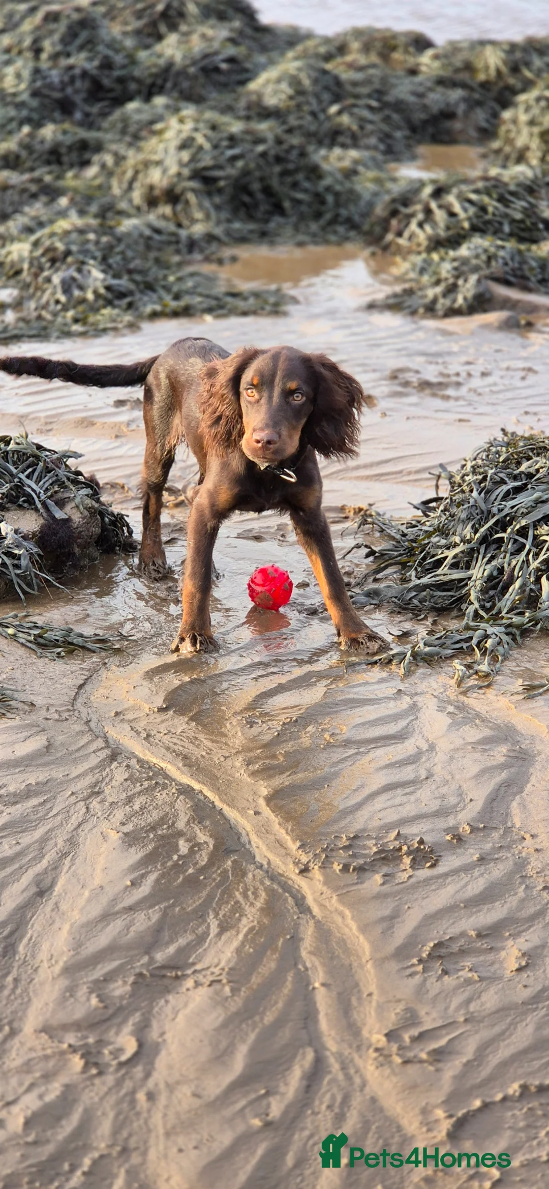 Cocker Spaniel dogs for sale: 10 month old male coker spaniel  - Advert 1