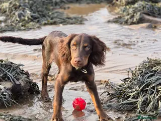 Cocker Spaniel dogs 10 month old male coker spaniel - Advert 2