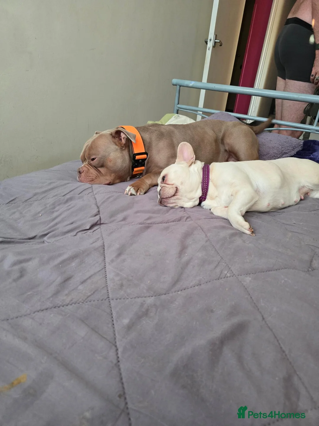 Mixed Breed dogs for sale: READ THE WHOLE ADD. - Advert 7