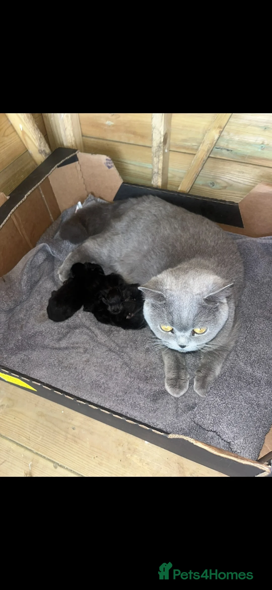 Mixed Breed cats for sale: BEAUTIFUL KITTENS LOOKING FOR THEIR FOREVER HOMES - Advert 9