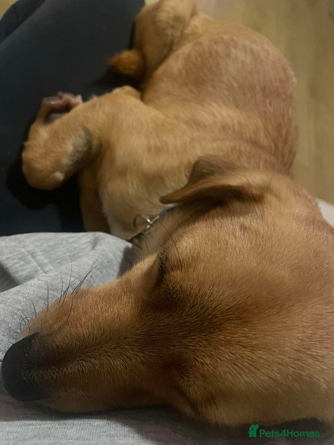 Mixed Breed dogs for adoption: Jeffrey Still smiling.Still waiting for his people - Advert 15