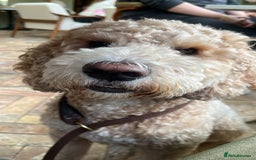 Goldendoodle dogs for stud: **PROVEN**Miniature Golden Doodle**STUD** in Darlington - Image 18