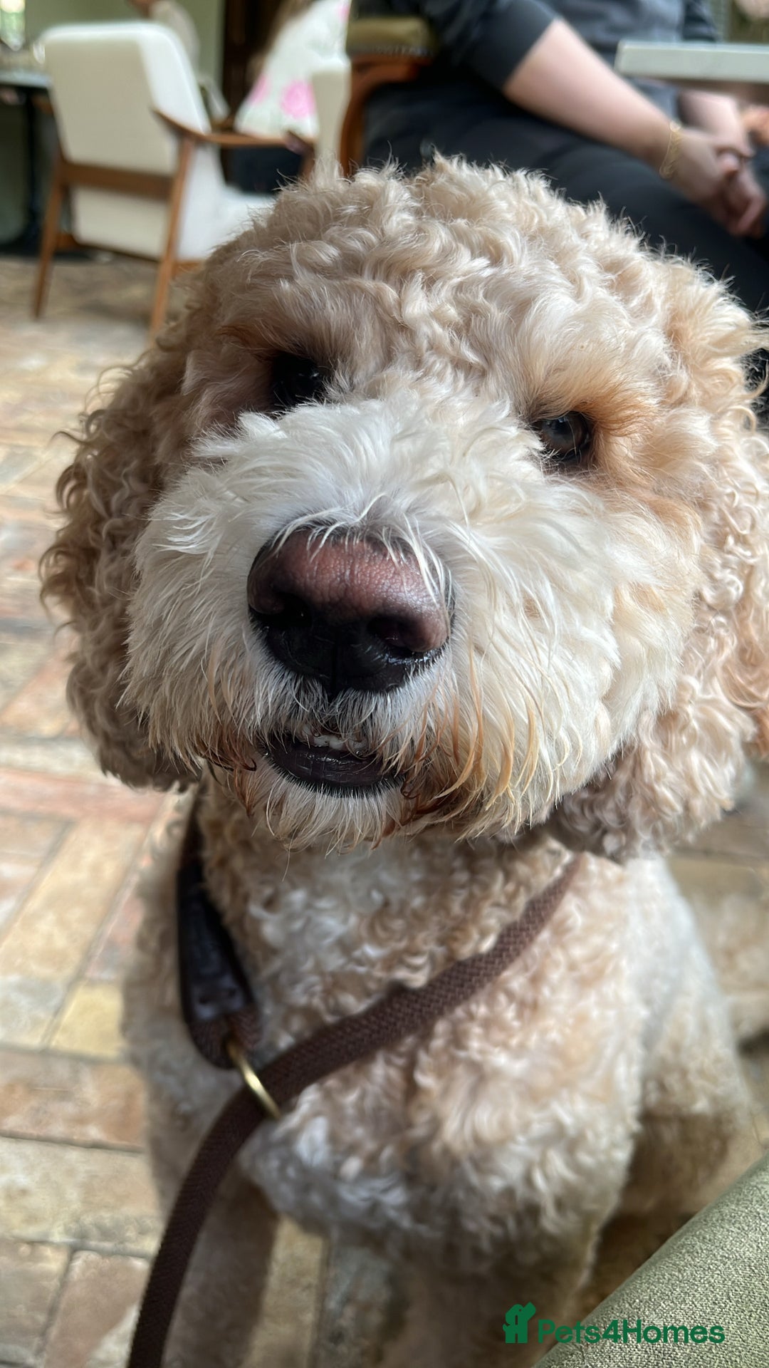 Goldendoodle dogs for stud: **PROVEN**Miniature Golden Doodle**STUD** in Darlington - Image 18