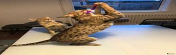 Savannah cats for sale: Stunning f3c female savannah  - Advert 6