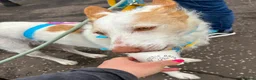 Ibizan Hound dogs for adoption: Vivian - gentle, sweet Podenco in Ayr - Advert 5