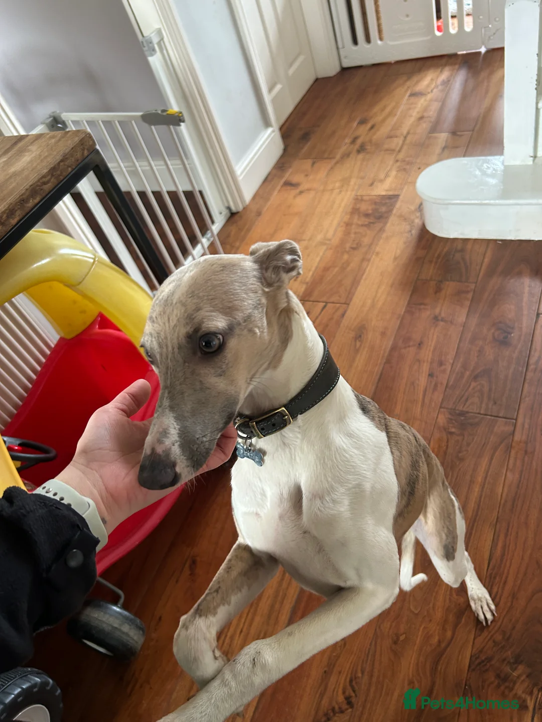 Whippet dogs for sale: Bertie; Gorgeous blue brindle whippet boy - Advert 6