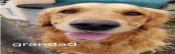 Golden Retriever dogs for sale: Kc fox red, golden & white golden-retriever puppys - Advert 6