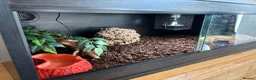 Python Snake reptiles for sale: Adult Female Ball Python+Complete 4ft Setup Ready  in Arundel - Advert 3