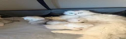 British Longhair cats for sale:  STUNNING RARE SILVER-GOLDEN BLH KITTENS AVAILABLE - Advert 35