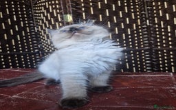 Ragdoll cats for sale: 1 Ragdoll girl left looking for a loving home  - Image 24
