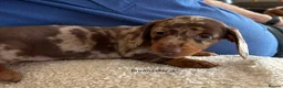 Miniature Dachshund dogs for sale: Gorgeous Litter of Miniature Dachshund Puppies - Advert 6