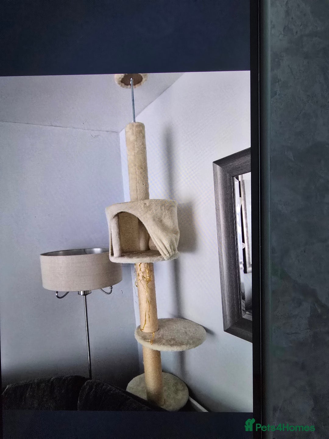 Mixed Breed cats for sale: Ginger kittens - Advert 19