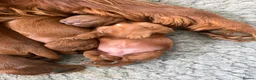 Irish Setter dogs for sale: Irish Setter puppies - Advert 2