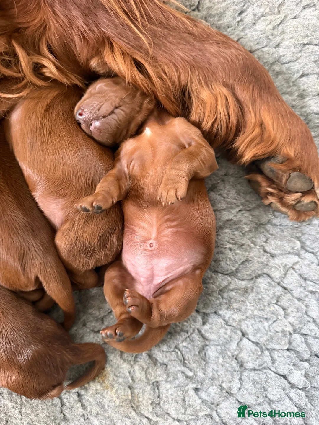 Irish Setter dogs for sale: Irish Setter puppies - Advert 2