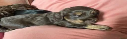 Cockapoo dogs for sale: Cockapoo pups for sale - Advert 14