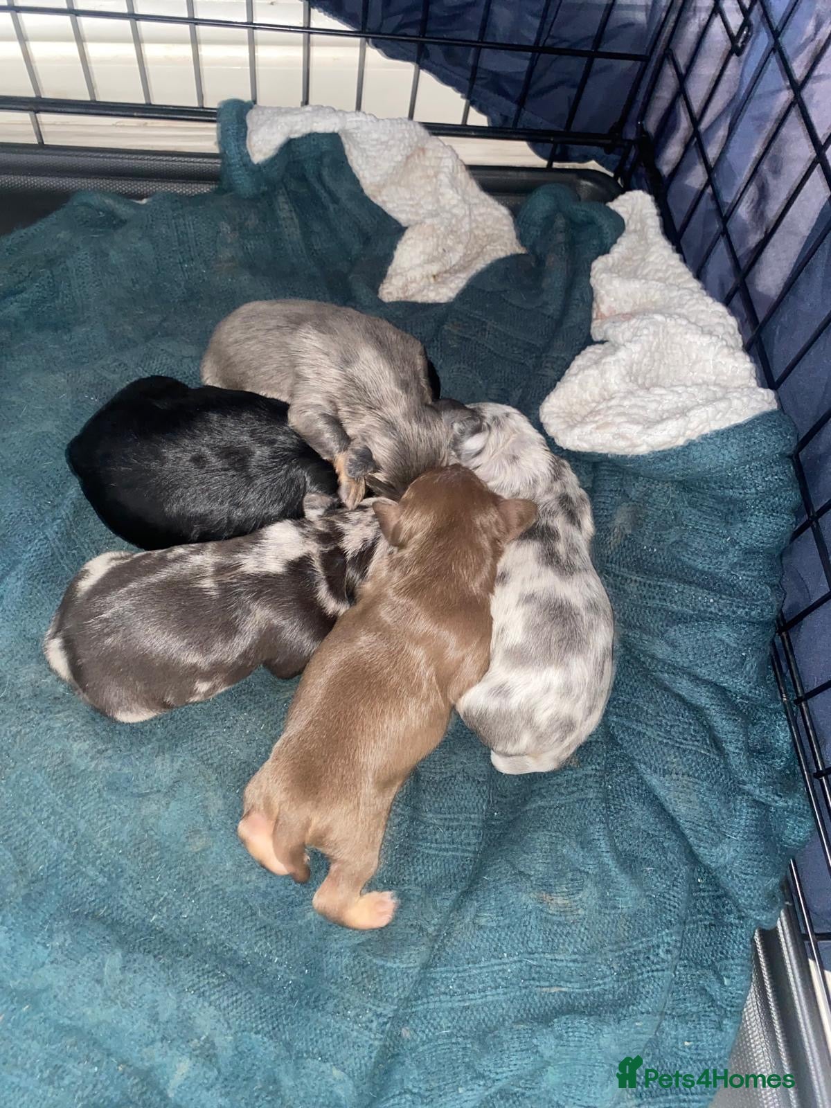Mixed Breed dogs Beautiful Dachshund, French bulldog hybrid puppy - Advert 1
