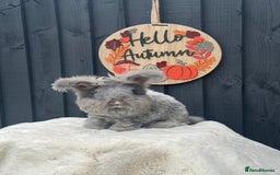 Angora rabbits for sale: Angora max faced bunny  - Image 2
