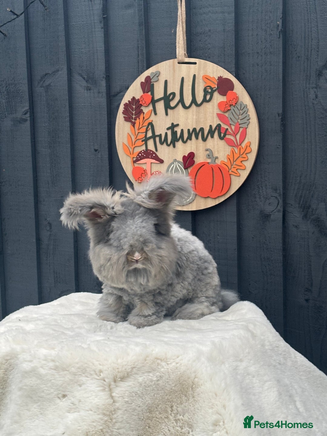 Angora rabbits for sale: Angora max faced bunny  - Image 2